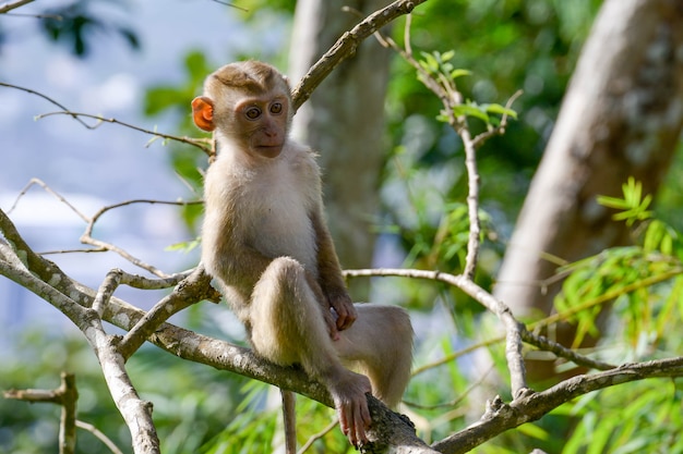 macaco no ramo de árvore