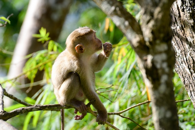 macaco no ramo de árvore