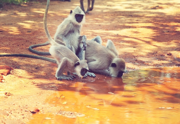 Macaco no Sri Lanka