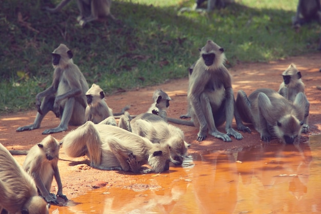 Macaco no Sri Lanka