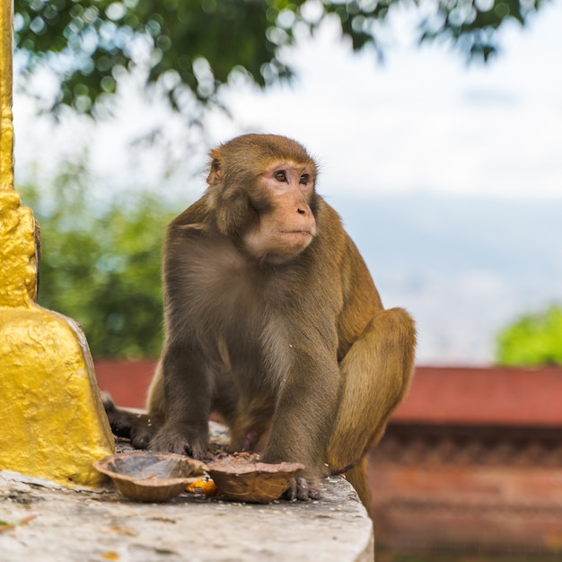 Macaco no templo Swayambhunath ou templo do macaco em Kathmandu, Nepal. Foto.