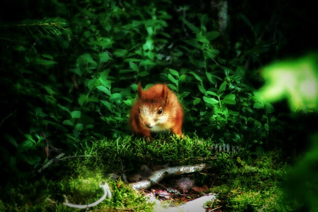 Foto macaco no tronco de uma árvore na floresta