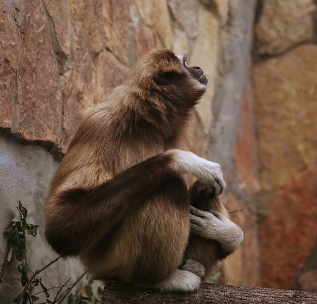 Macaco no zoológico