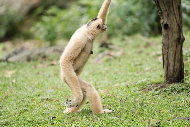 Foto macaco num campo