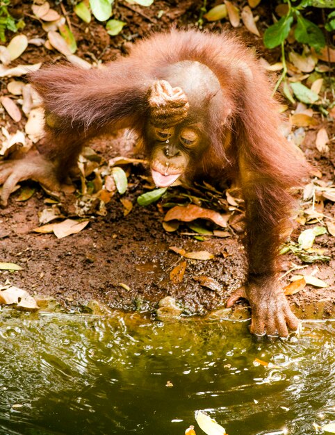 Foto macaco num lago .