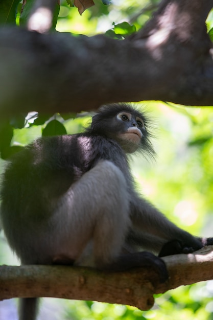 Macaco obscuro do Langur que senta-se no ramo de árvore na floresta.