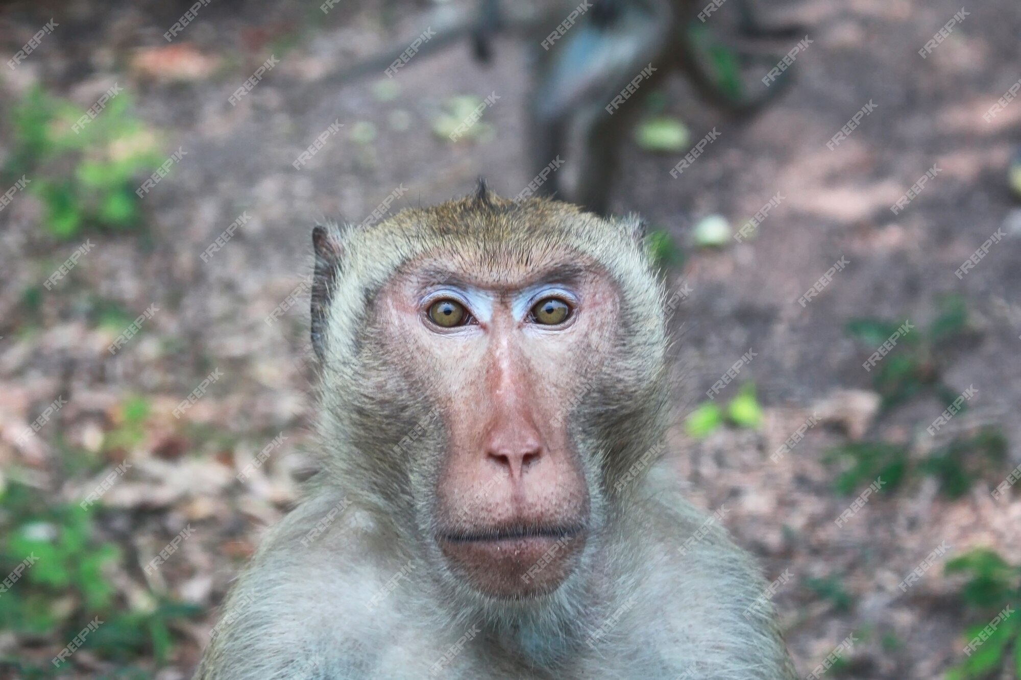 Fundo Macaco Está Olhando Diretamente Para A Câmera Fundo, Mostre