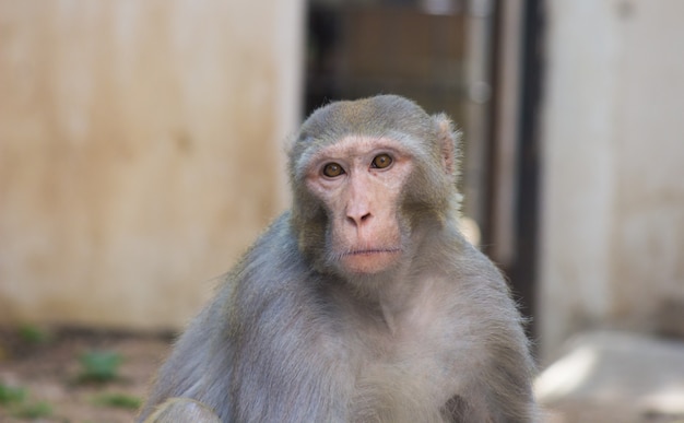 Macaco olhando para longe curiosamente