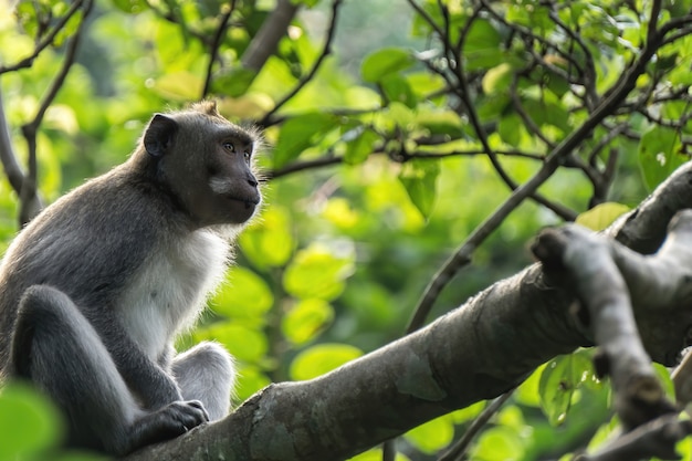 Macaco, olhando para o horizonte em um galho de árvore na floresta tropical