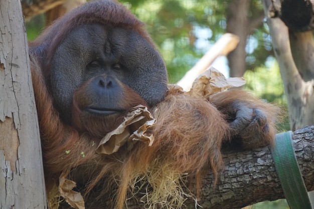 Macaco orangotango sentado em uma árvore