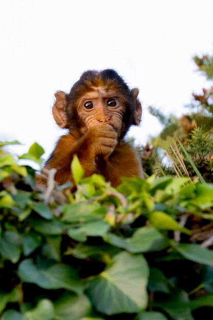 Macaco pequeno engraçado atrás de muitas folhas