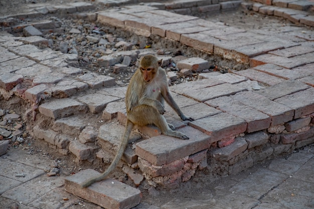 Macaco pequeno está sentado na passarela