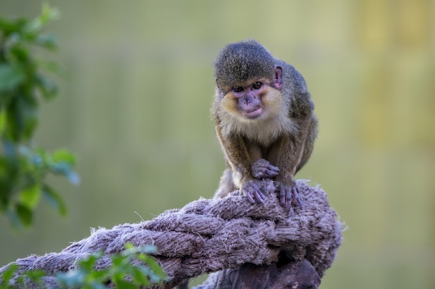 Macaco pequeno no zoológico de barcelona, na espanha