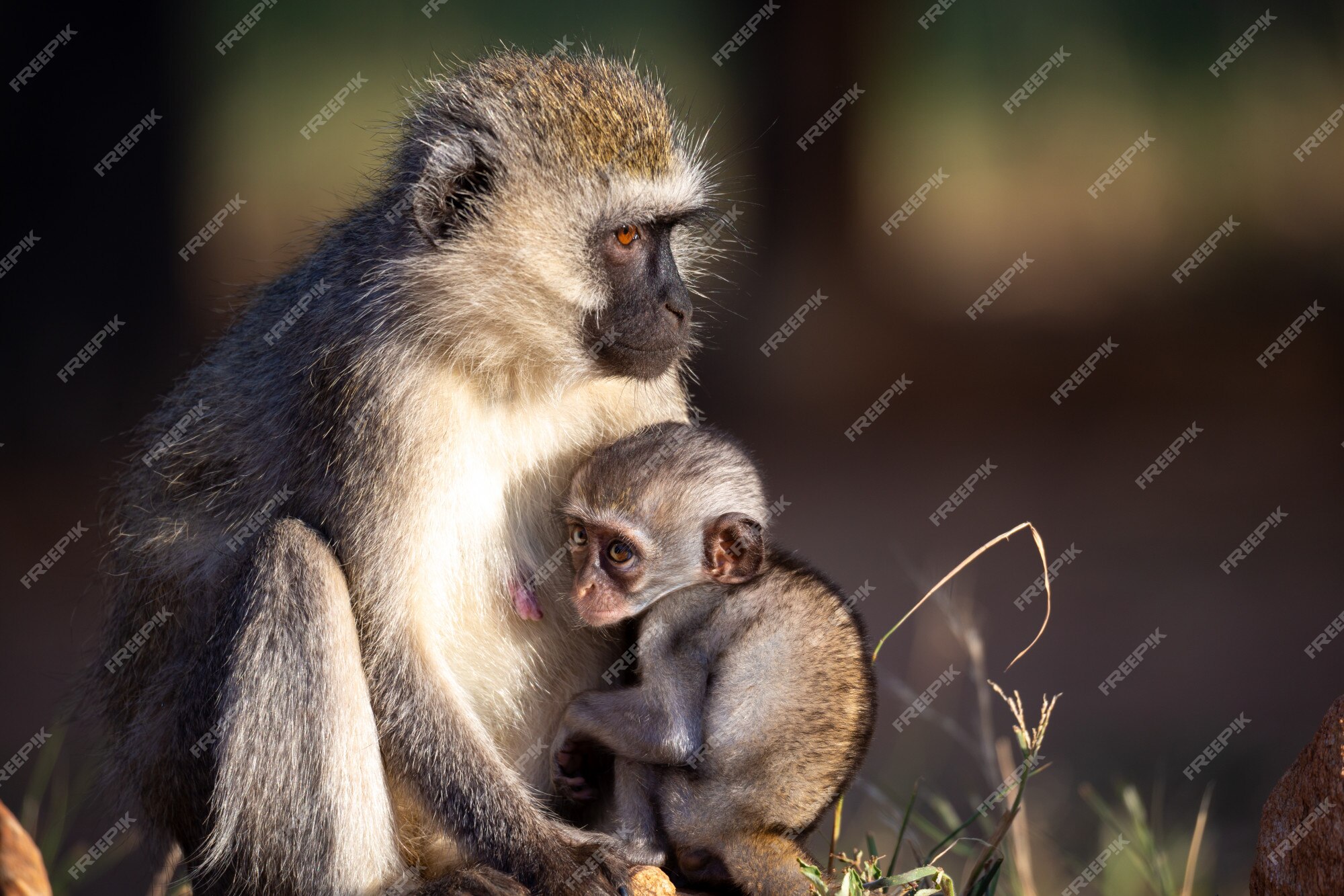 macaco fofo sentado na grama 9579100 Foto de stock no Vecteezy