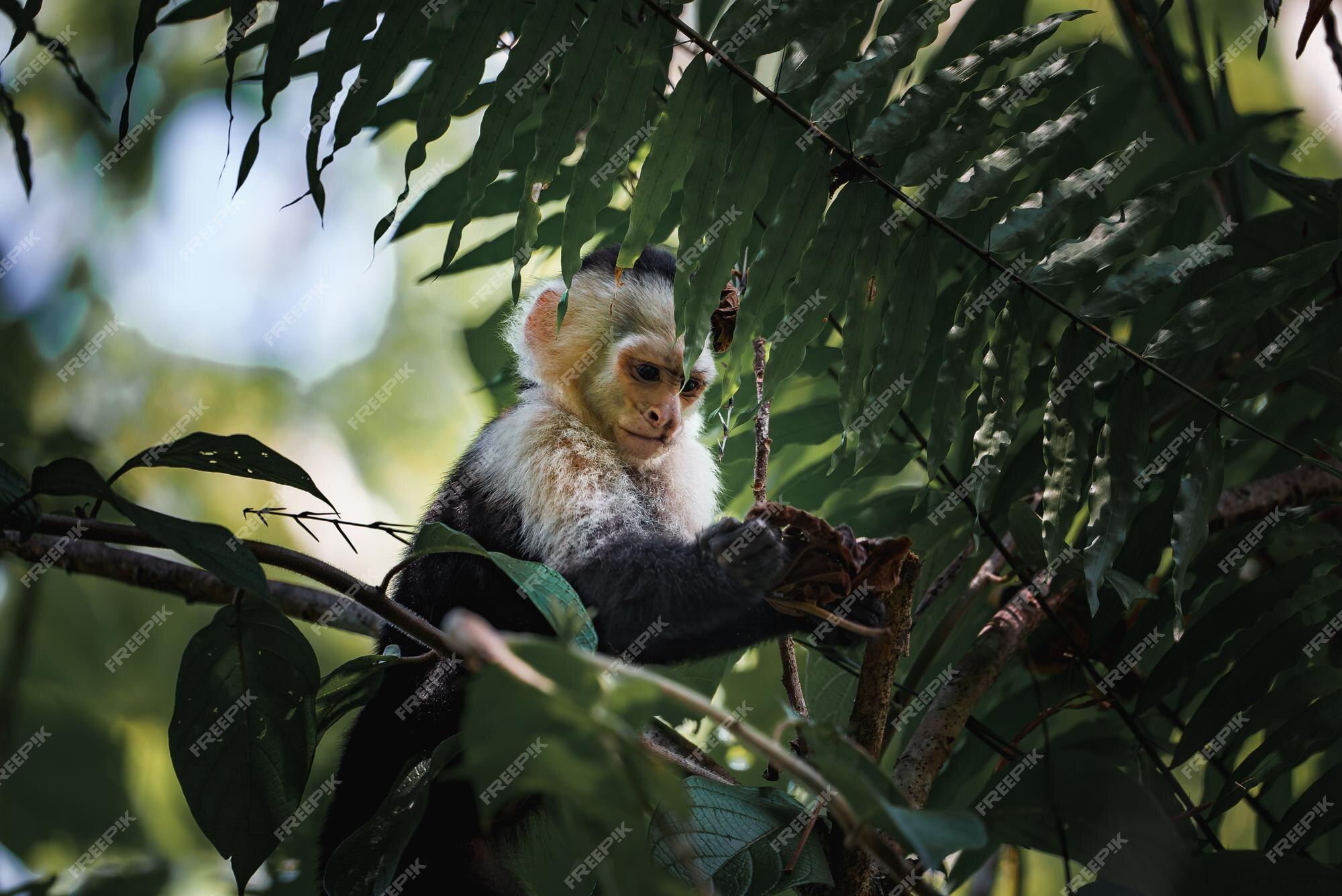 Macaco-prego na árvore sorrindo Stock Photo