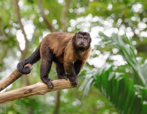 Macaco-prego em um galho