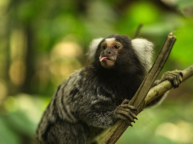 Foto macaco-prego engraçado saindo sua língua