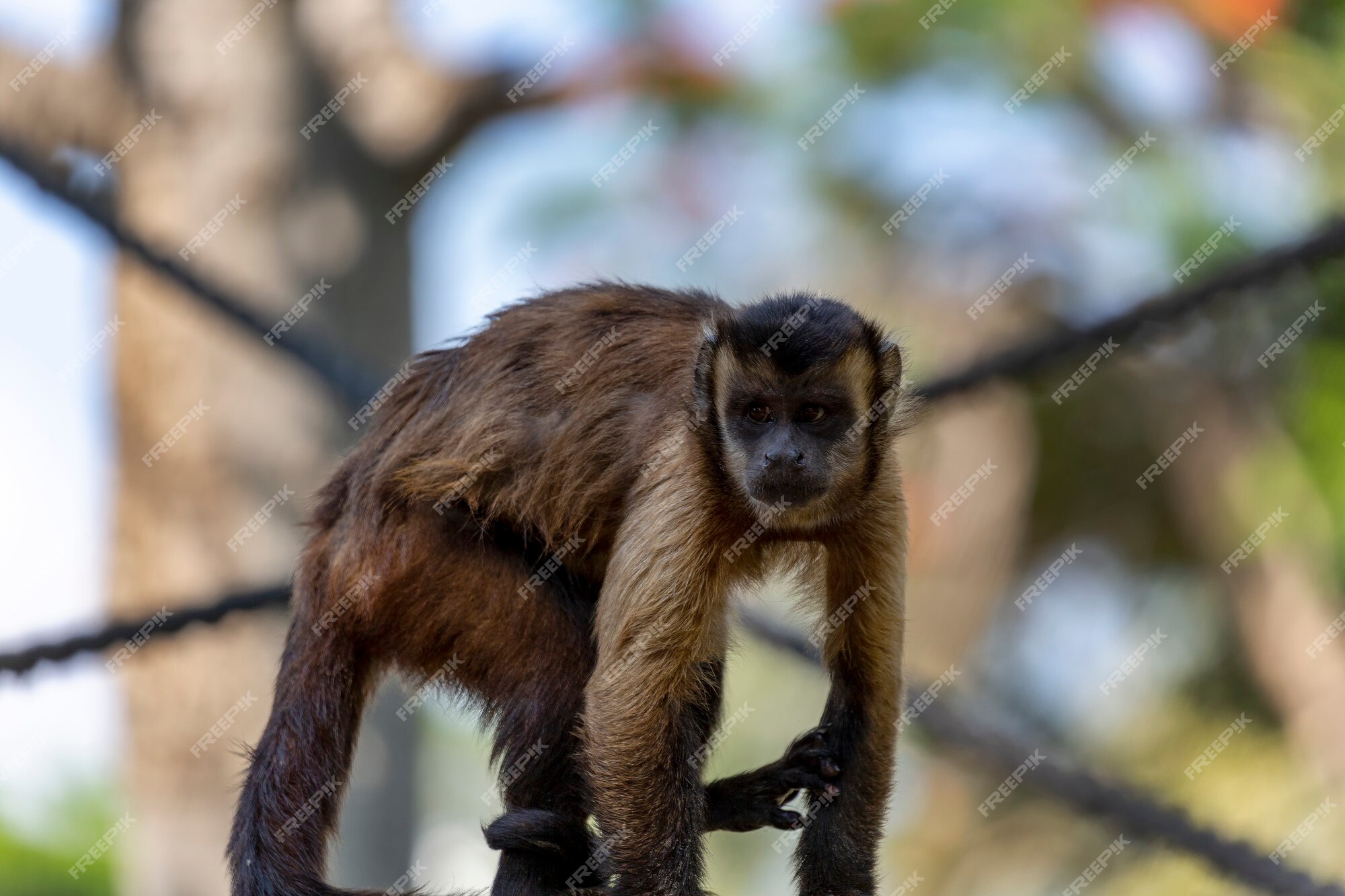 Fotos de Macaco prego marrom, Imagens de Macaco prego marrom sem royalties