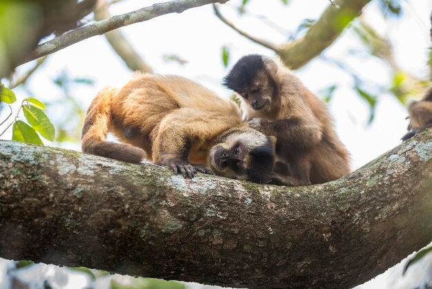 Macaco-prego-prego listrado-marromSelva amazônicaBrasil