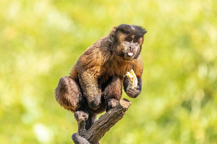 Foto macaco-prego tufado (sapajus apella), também conhecido como macaco-prego, na natureza no brasil.