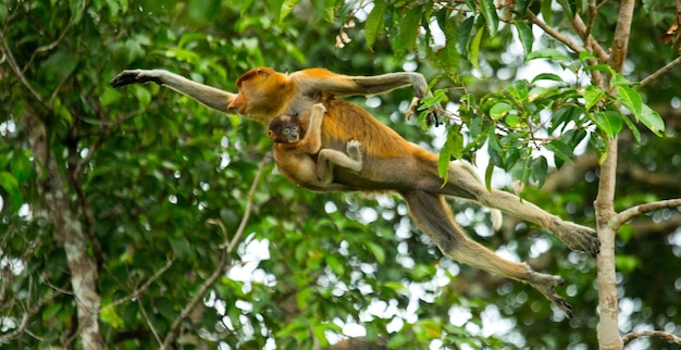 Macaco probóscide fêmea com um bebê está pulando de árvore em árvore na selva. Indonésia. A ilha de Bornéu Kalimantan.