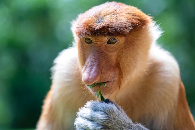 Macaco Probóscide selvagem ou Nasalis larvatus, na floresta tropical da ilha de Bornéu, Malásia, close-up