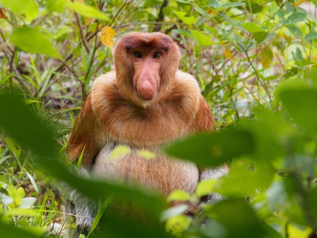 Foto macaco proboscis no parque nacional de bako