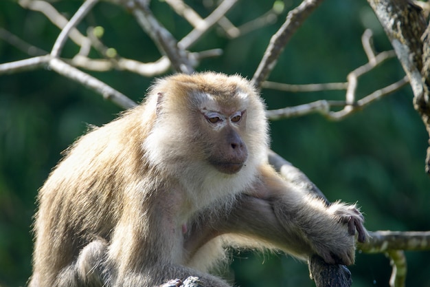 Macaco real inpark, retrato de perto