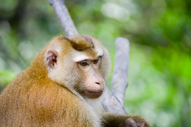 Macaco real inpark, retrato de perto