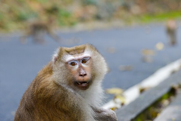 Macaco real inpark, retrato de perto