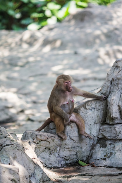 macaco relaxada sentado em uma pedra