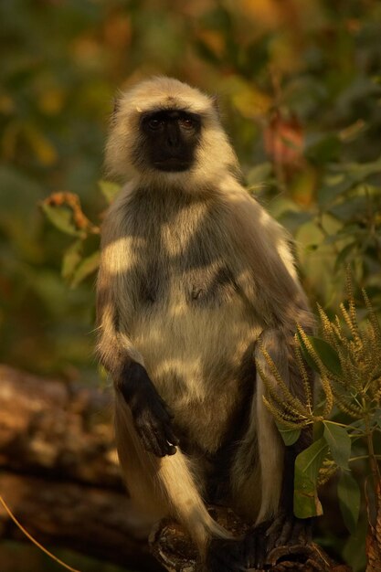 Foto macaco relaxando em uma árvore