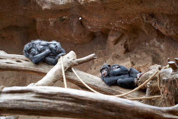 macaco relaxante na floresta selvagem