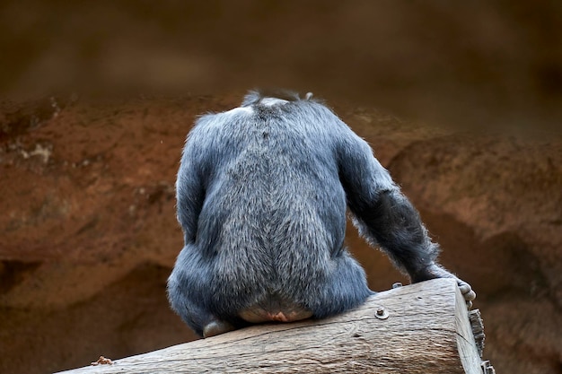 macaco relaxante na floresta selvagem