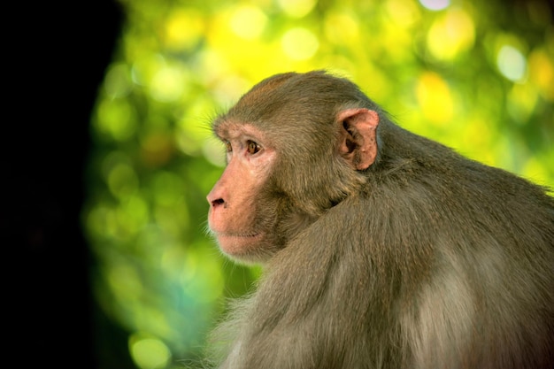 Macaco Rhesus debaixo da árvore