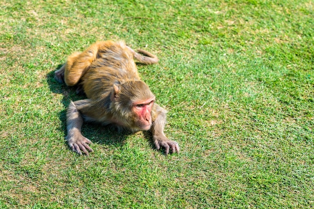 Macaco Rhesus en Jai Niwas Garden. Jaipur, estado de Rajasthan de la India