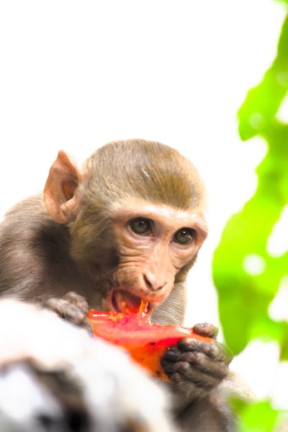 Macaco rhesus ou primatas ou macacos ou macaca ou mullata comendo frutas com muita fome