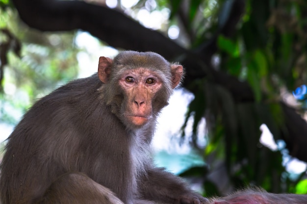 Macaco Rhesus ou primatas ou macacos ou Macaca ou Mullata olhando agressivamente