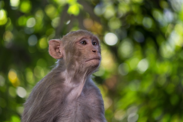 Macaco Rhesus sentado bajo el árbol