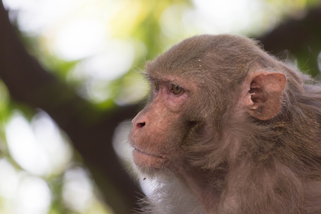 Macaco Rhesus sentado bajo el árbol