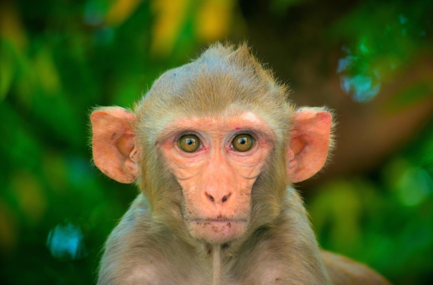 Macaco Rhesus sentado no topo da árvore e olhando para a câmera