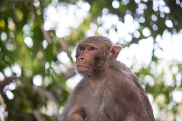 Macaco Rhesus bajo la sombra de un árbol