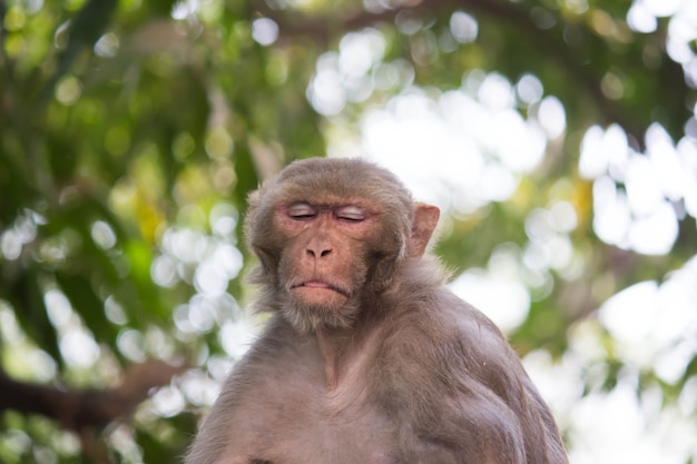 Macaco Rhesus bajo la sombra de un árbol