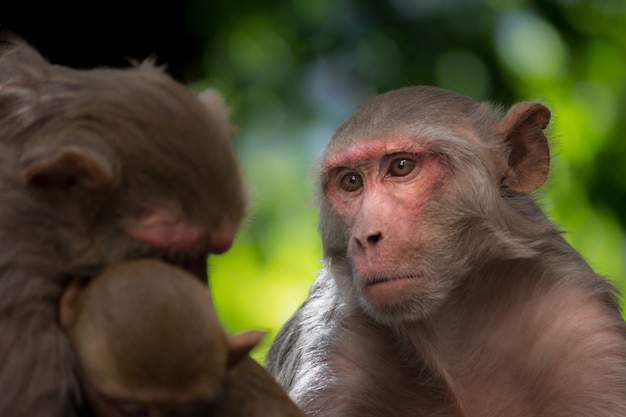 Foto el macaco rhesus