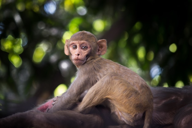 El Macaco Rhesus