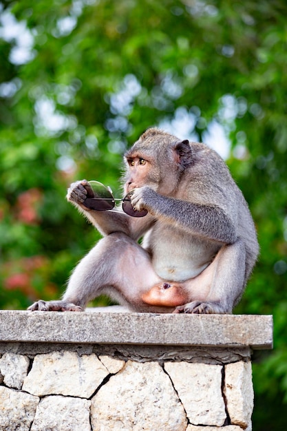 Macaco roubou óculos de sol do turista no penhasco de Uluwatu, Bali, Indonésia