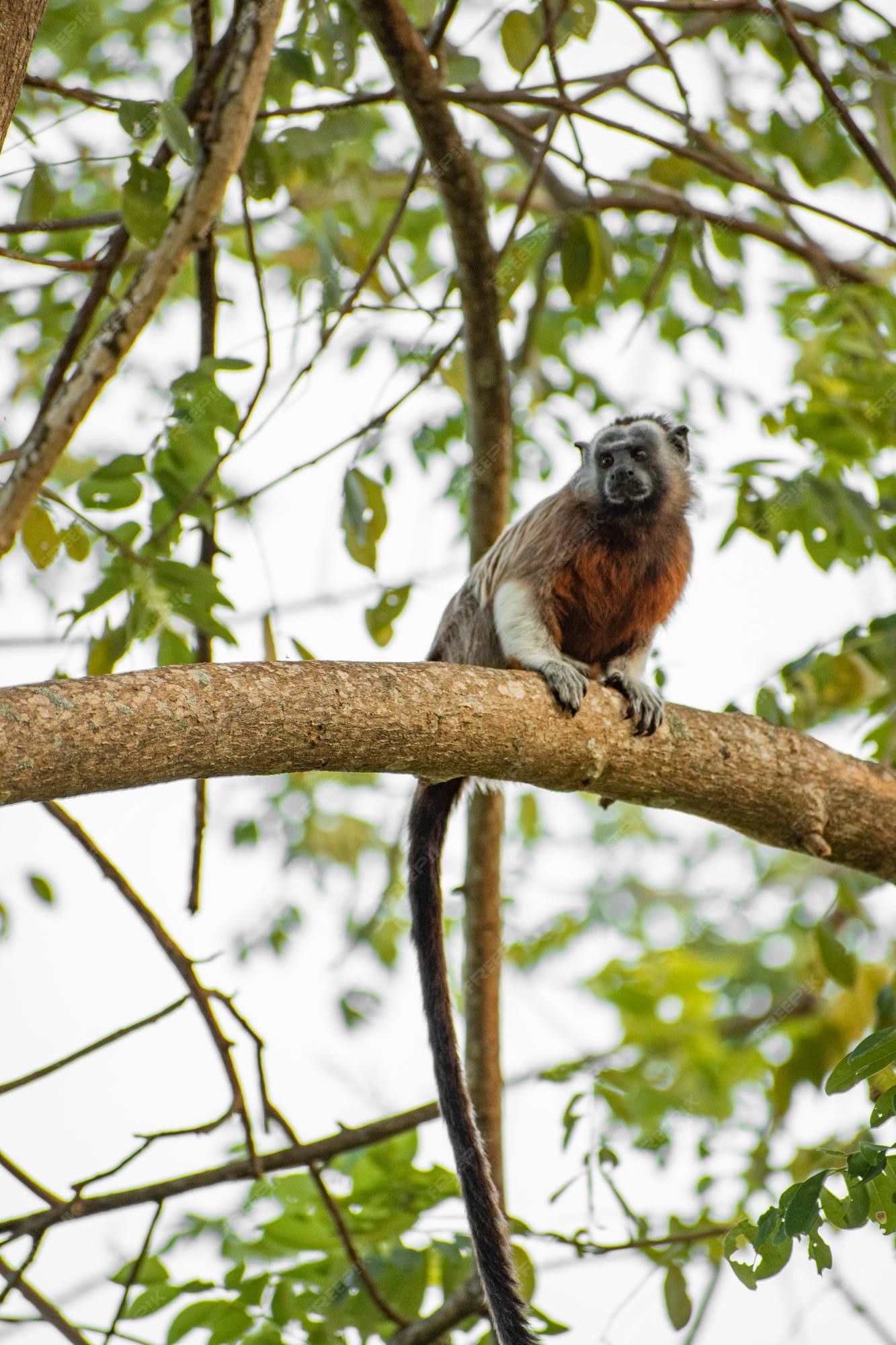 Macaco sagui brincando nos galhos das árvores