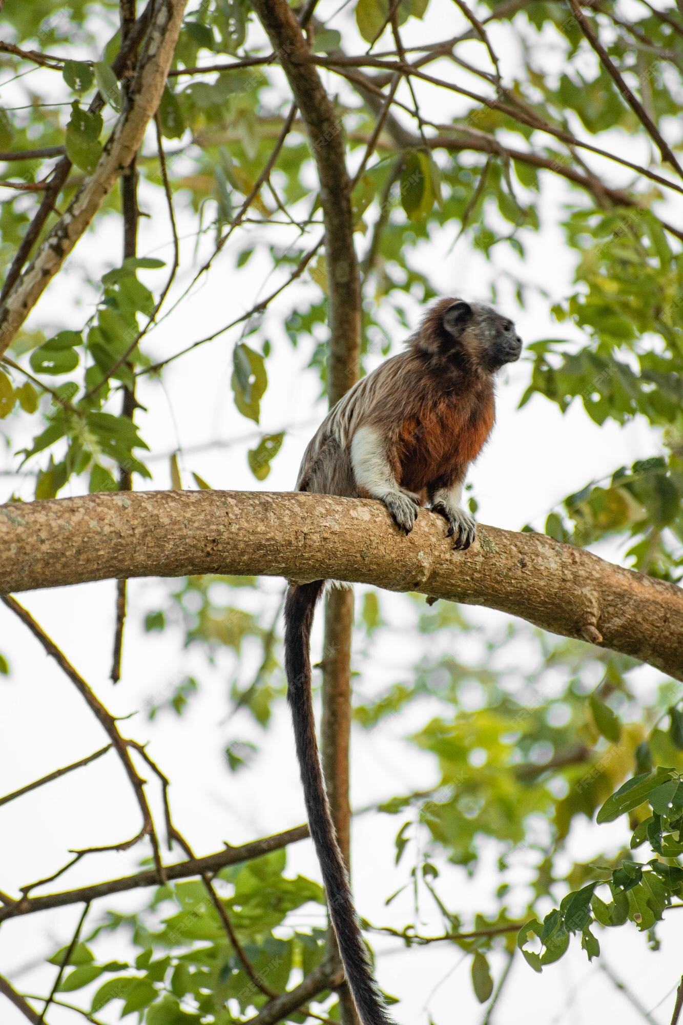 Macaco sagui brincando nos galhos das árvores