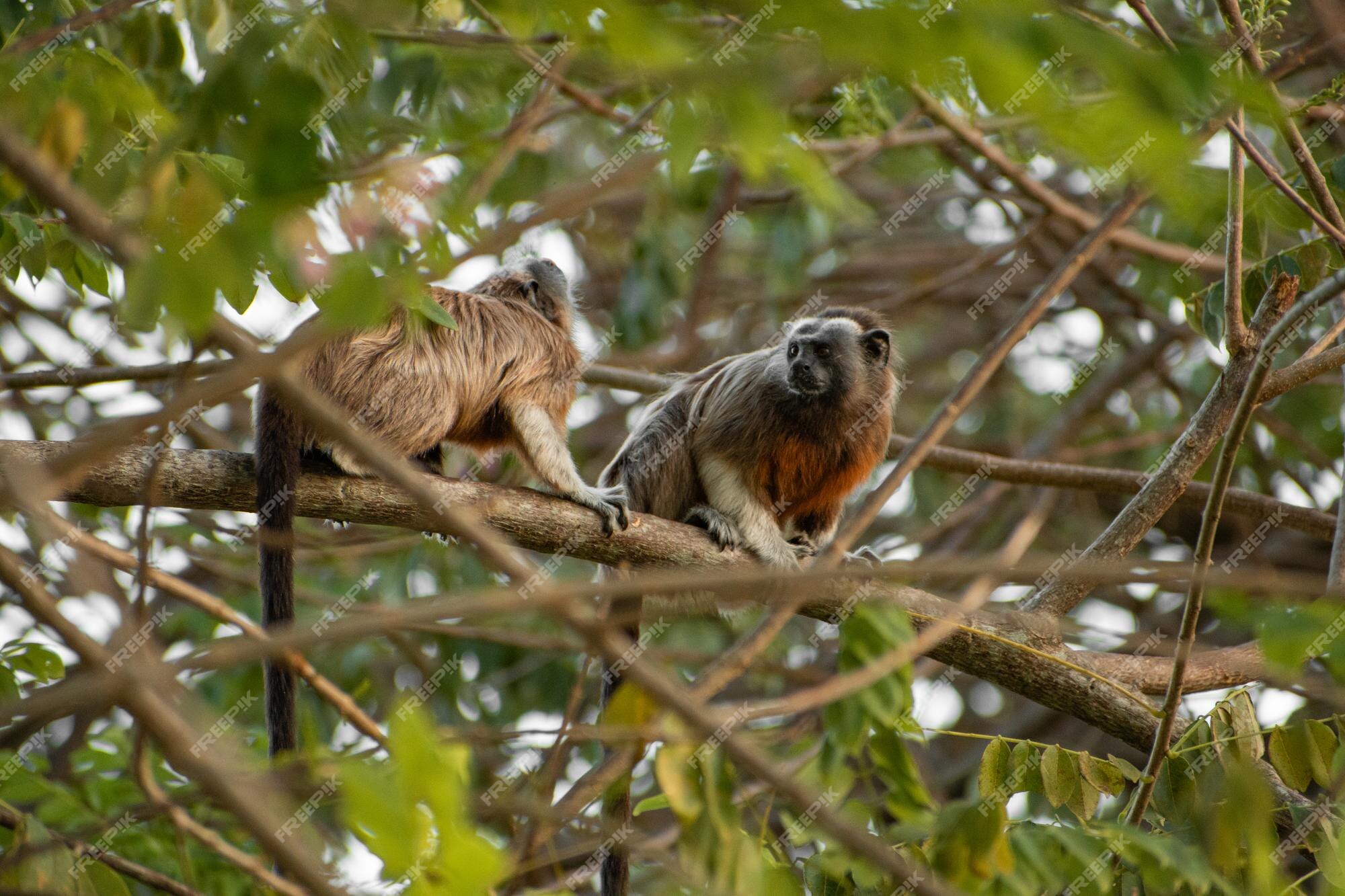 Macaco sagui brincando nos galhos das árvores