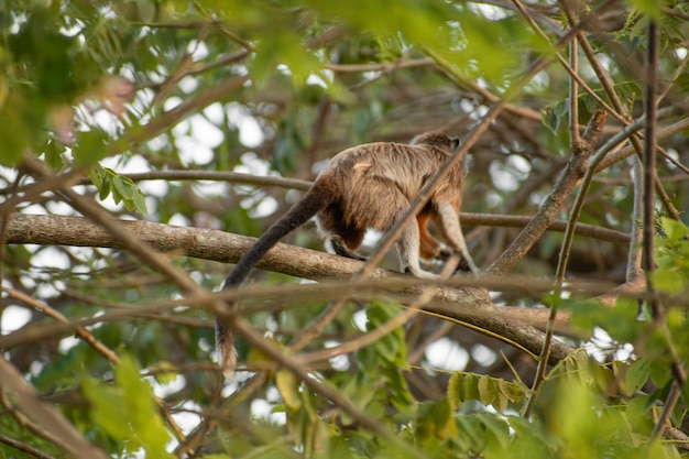 Macaco sagui brincando nos galhos das árvores